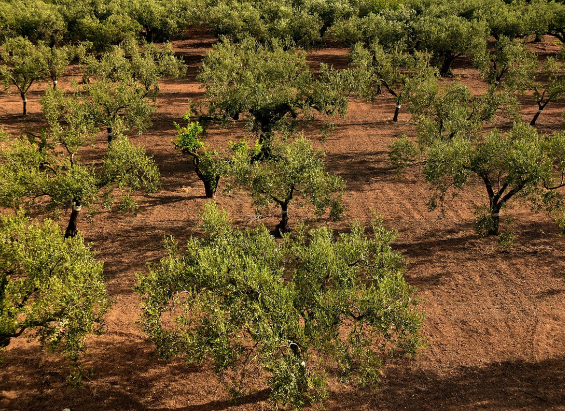 tunisia olive trees